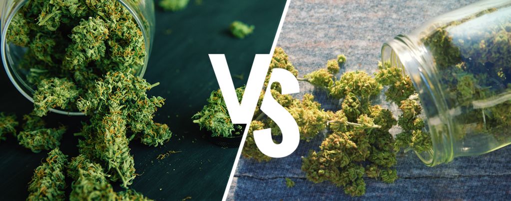 Indoor Vs. Outdoor Cannabis Cultivation and How To Package It!