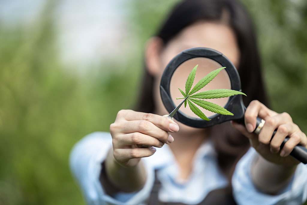 Cannabis Industry