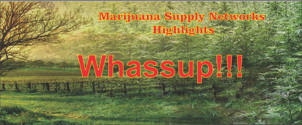 Whassup Blog for Marijuanasupplynetworks.com Packaging 