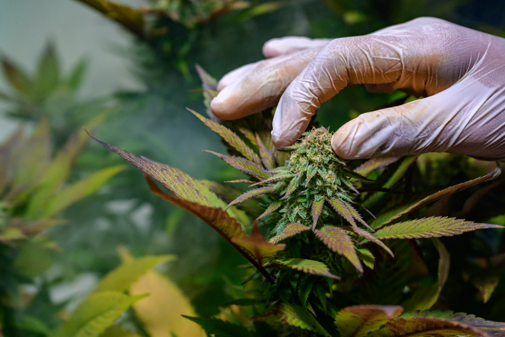 2022 Strains What's Popular This Year