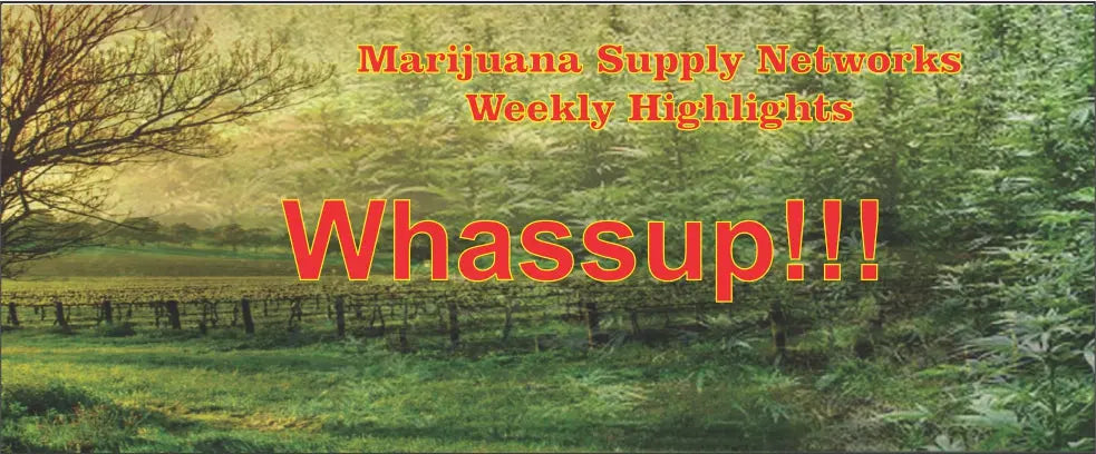 Cannabis Business and Success! My Supply Networks
