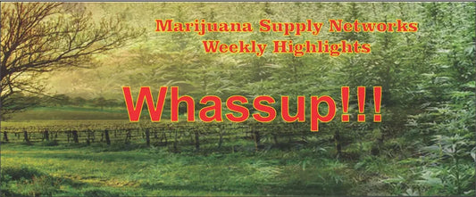 Cannabis Business and Success! My Supply Networks